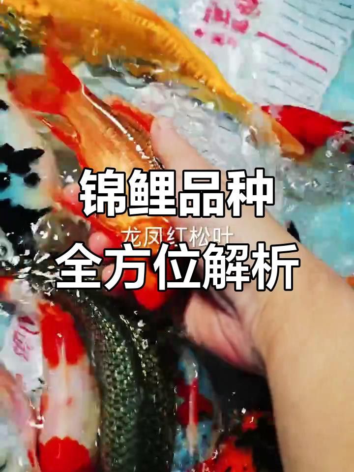 如何區分龍鳳魚的品種？