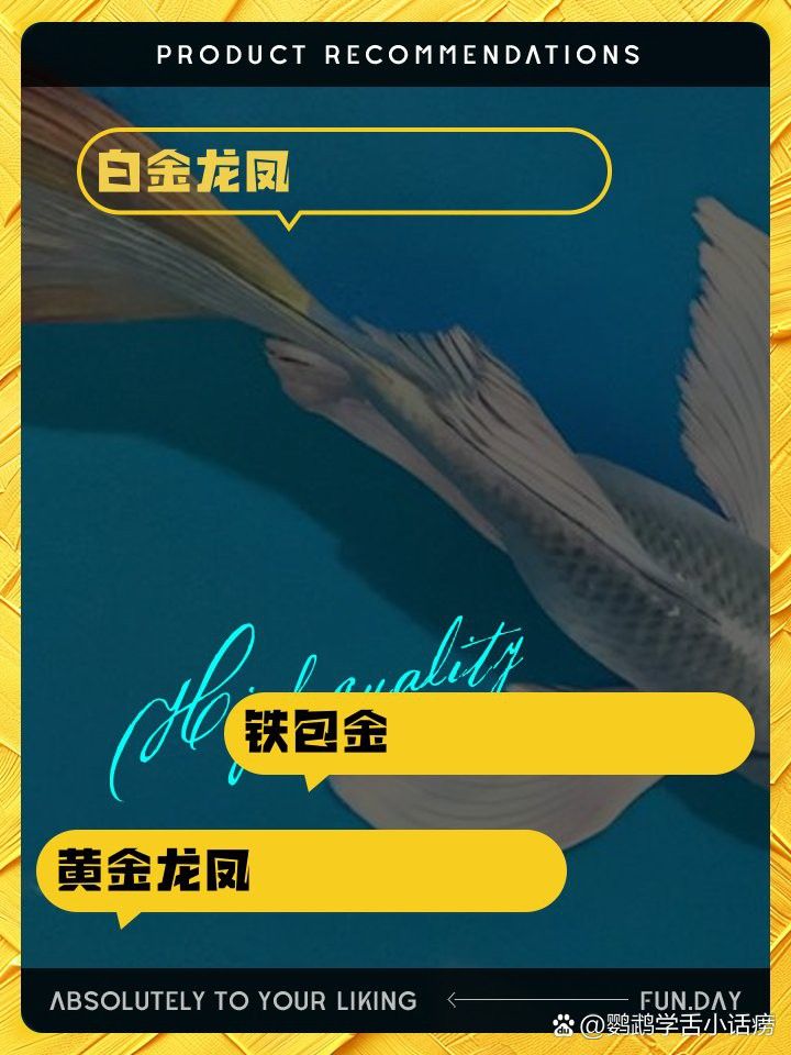 如何區分龍鳳魚的品種？
