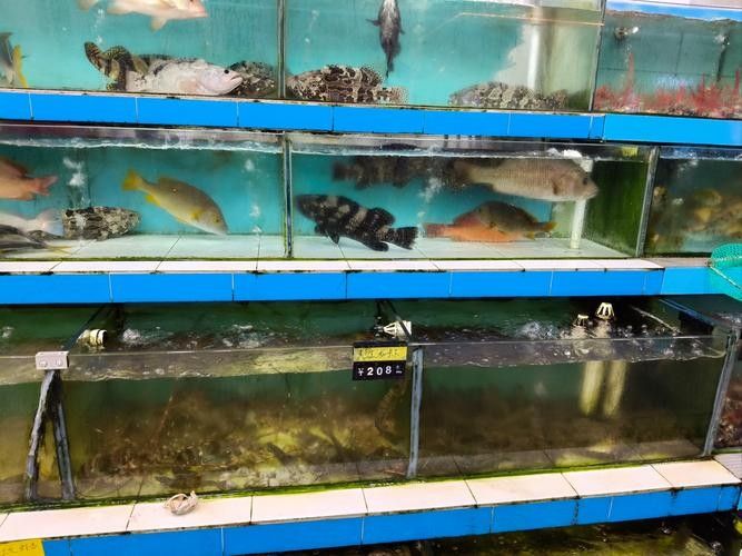 漾濞開水族店怎么樣？加盟祥龍魚場賣龍魚市場怎樣？