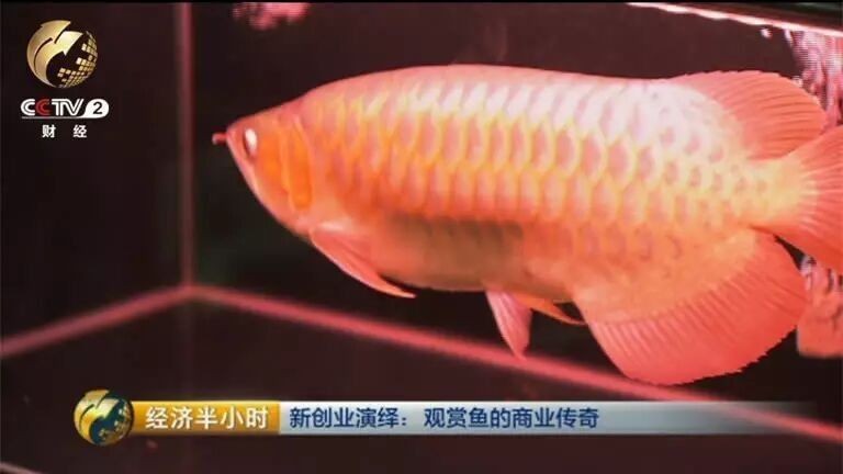 麟游開水族店怎么樣？加盟祥龍魚場賣龍魚市場怎樣？