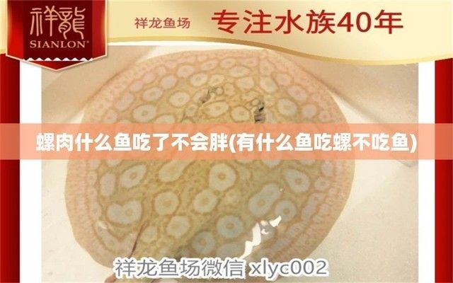 龍魚是否吃螺肉（龍魚會吃螺肉嗎？）