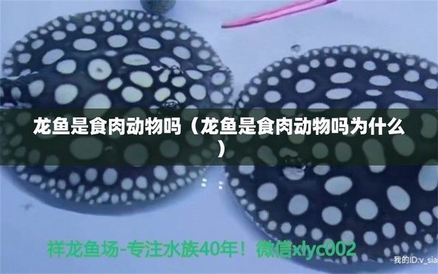 龍魚是否吃螺肉（龍魚會吃螺肉嗎？）