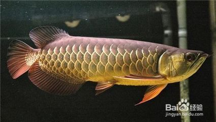 龍魚吃錦鯉嗎（龍魚和錦鯉可以混養嗎？）