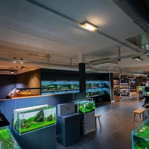 尖草坪開水族店怎么樣？加盟祥龍魚場賣龍魚市場怎樣？