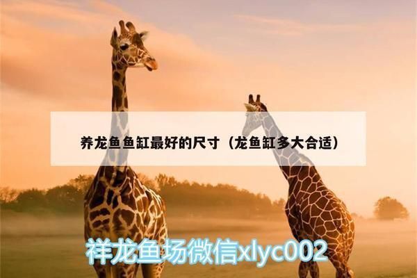 龍魚魚缸大小：龍魚魚缸大小應與龍魚體長和活動范圍相匹配一般建議