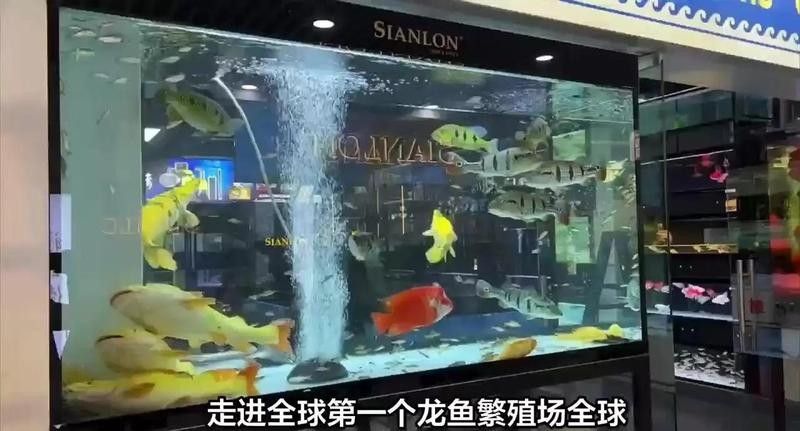雅江開水族店怎么樣？加盟祥龍魚場賣龍魚市場怎樣？