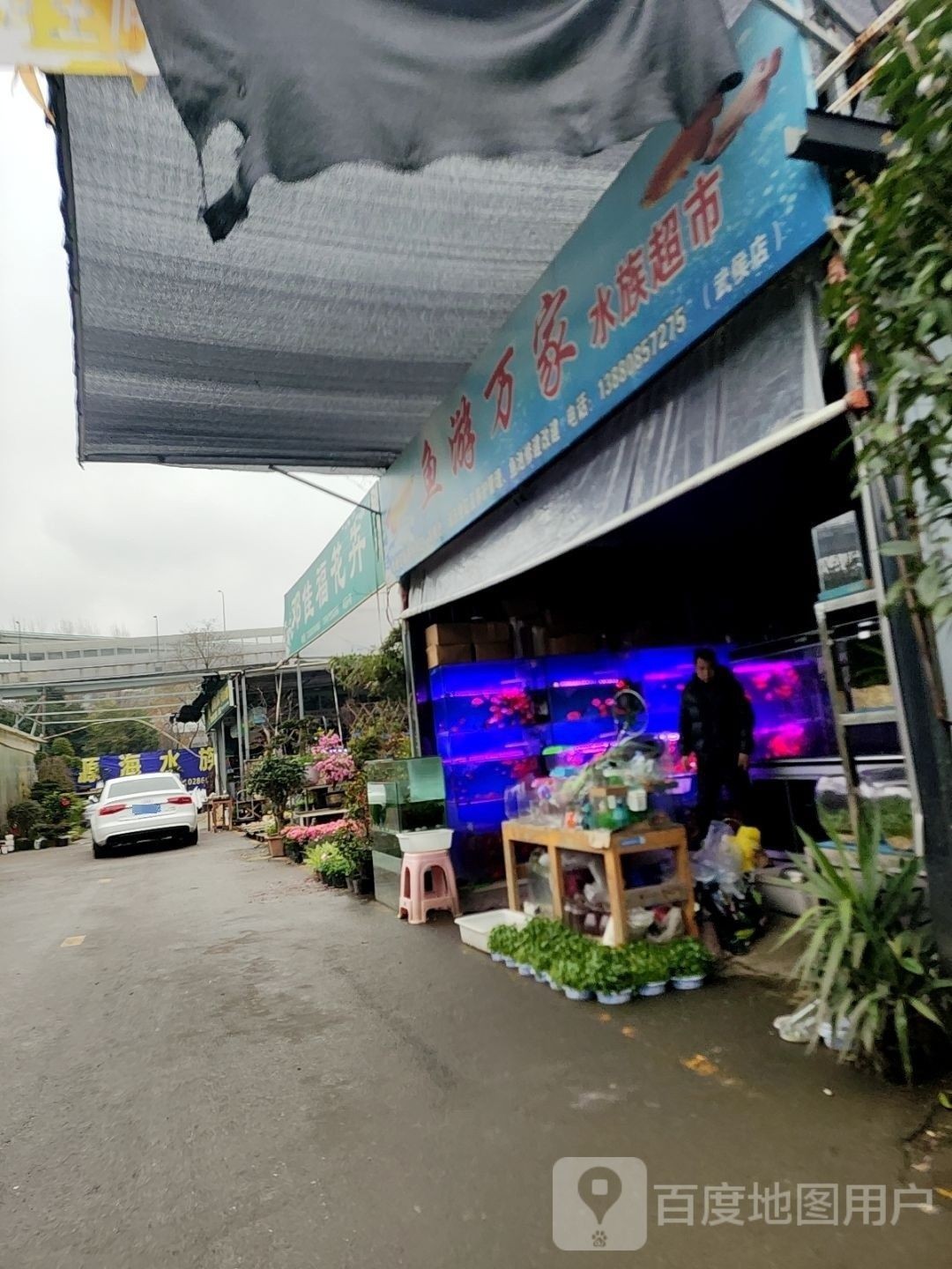 <strong><mark>武侯</mark></strong>開水族店怎么樣？加盟祥龍魚場賣龍魚市場怎樣？