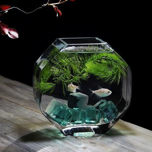 云陽開水族店怎么樣？加盟祥龍魚場賣龍魚市場怎樣？