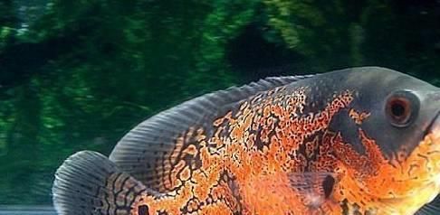 龍魚怎么會掉眼皮：龍魚為什么會掉眼皮