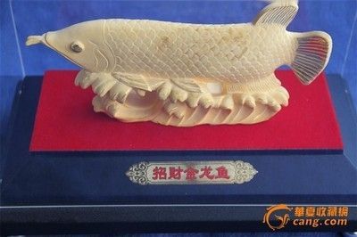 金龍魚拍賣2000萬元最高價格【2021年金龍魚拍賣價格預期，起拍價180萬人民幣】