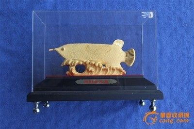 金龍魚拍賣2000萬元最高價格【2021年金龍魚拍賣價格預期，起拍價180萬人民幣】