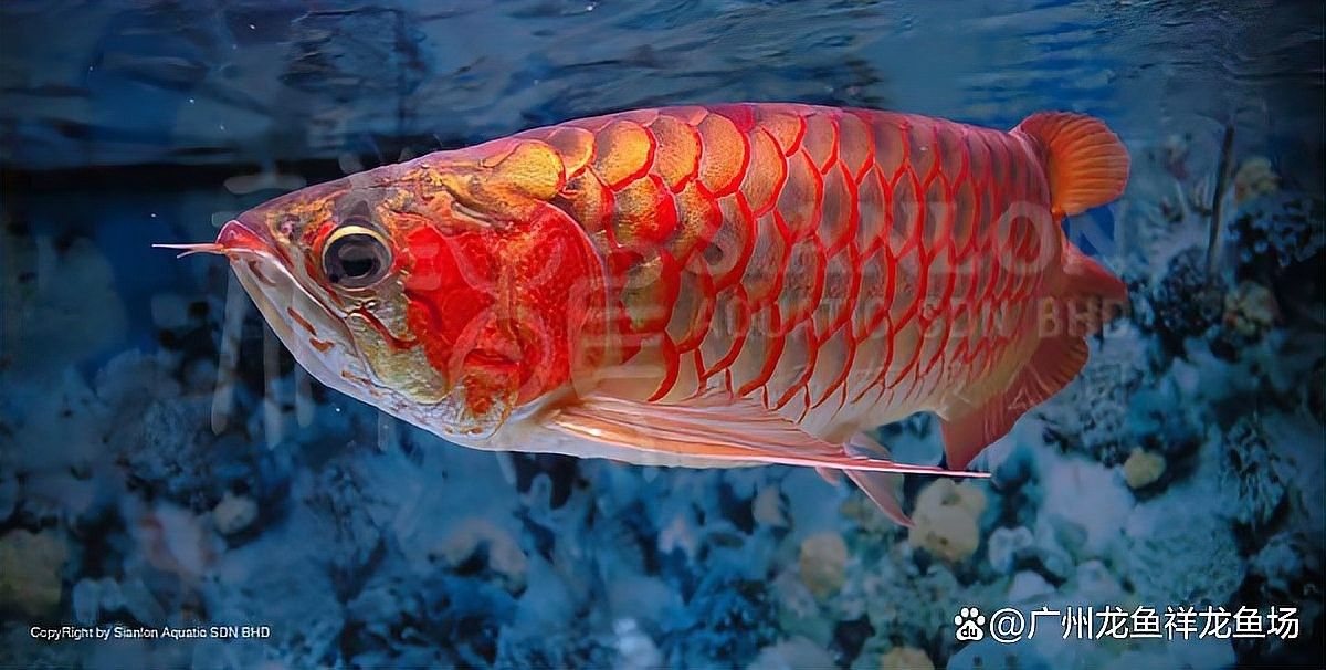 張家界永定開水族店怎么樣？加盟祥龍魚場賣龍魚市場怎樣？