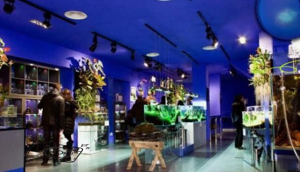 漢臺開水族店怎么樣？加盟祥龍魚場賣龍魚市場怎樣？