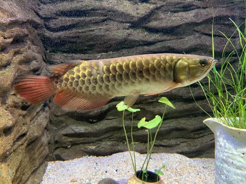 野生金龍魚能長多大的魚：野生金龍魚可以長多大的魚？