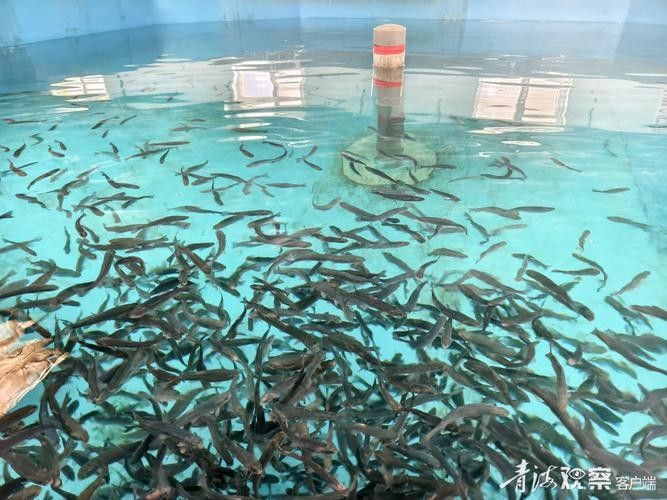 咸豐開水族店怎么樣？加盟祥龍魚場賣龍魚市場怎樣？
