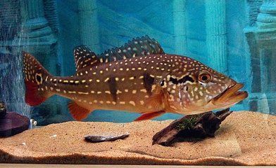 龍魚和帝王三間能混養嗎：帝王三間魚與龍魚混養的風險評估，帝王三間魚混養的最佳伴侶