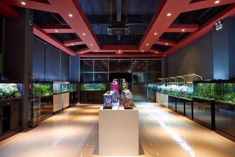 聶榮開水族店怎么樣？加盟祥龍魚場(chǎng)賣龍魚市場(chǎng)怎樣？