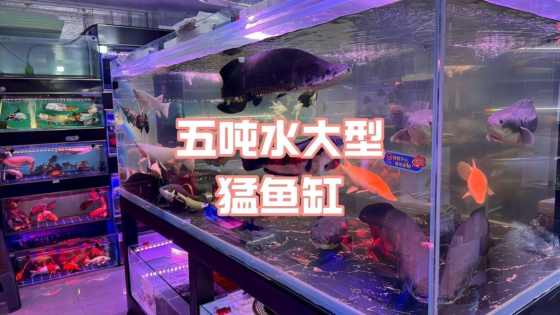 瀘州開水族店怎么樣？加盟祥龍魚場賣龍魚市場怎樣？