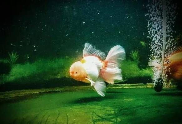 金龍魚用加氧嗎