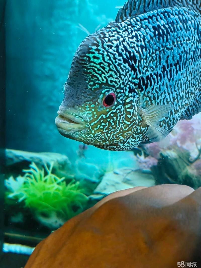 吐魯番開水族店怎么樣？加盟祥龍魚場賣龍魚市場怎樣？