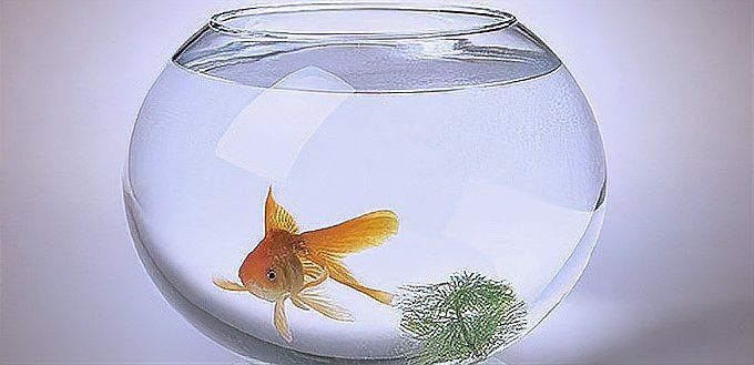 魚死亡后應該如何進行風水調理？