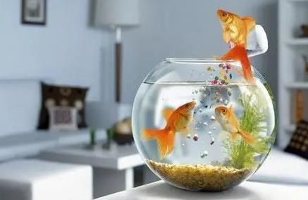 魚死亡后應該如何進行風水調理？