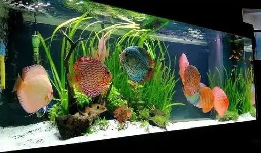 金龍魚能和七彩神仙魚混養嗎