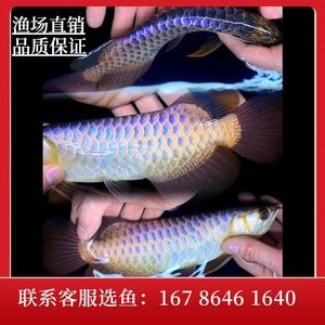 廣州紅龍魚魚苗批發市場（廣州紅龍魚苗批發市場）
