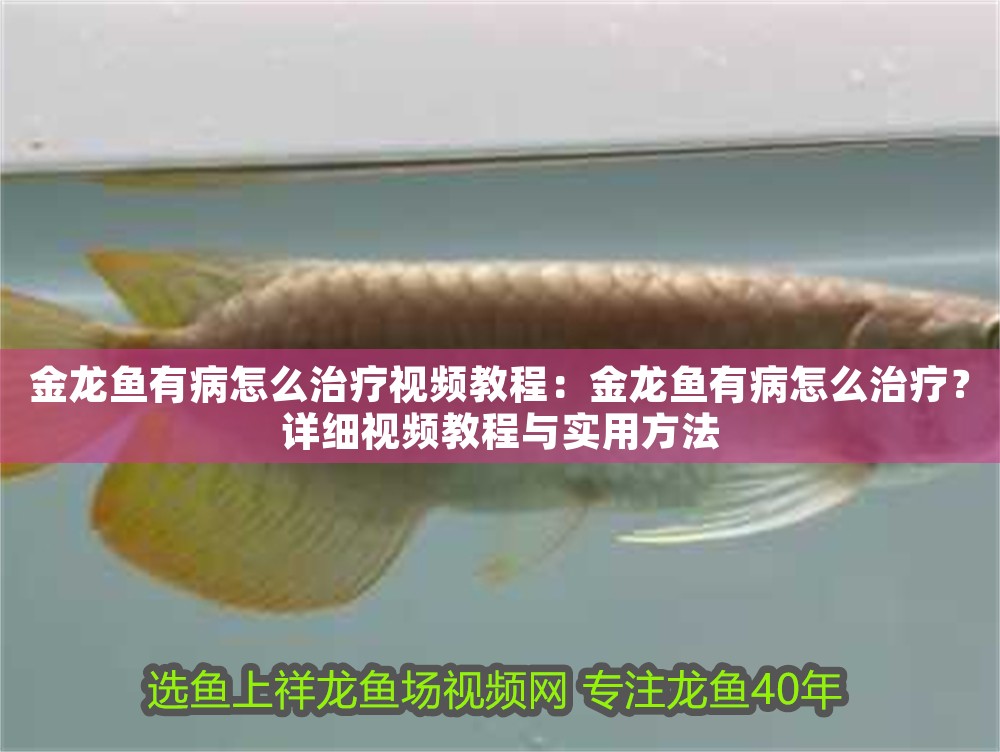 金龍魚有病怎么治療視頻教程：金龍魚有病怎么治療？詳細視頻教程與實用方法
