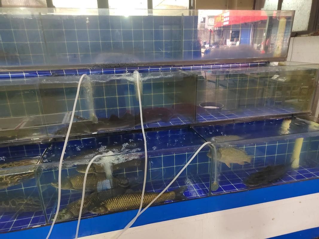 盤縣開水族店怎么樣？加盟祥龍魚場賣龍魚市場怎樣？