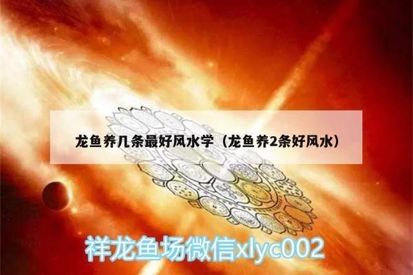 龍魚養幾條有講究嗎圖片：養幾條龍魚有考究，主要取決于魚缸大小、水質條件和龍魚的種類