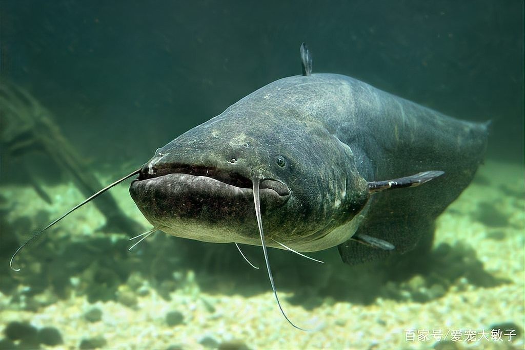 黔龍魚是什么魚種