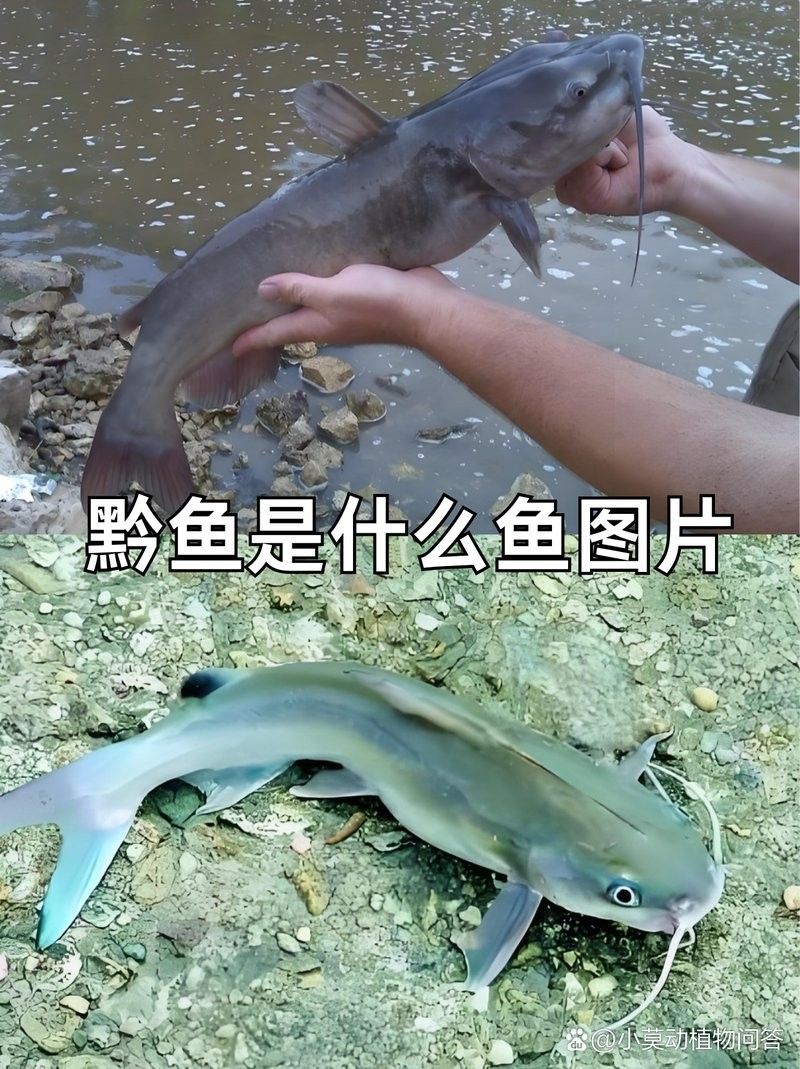 黔龍魚是什么魚種
