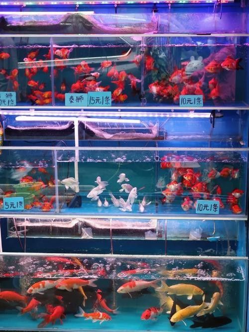 增城開水族店怎么樣？加盟祥龍魚場賣龍魚市場怎樣？