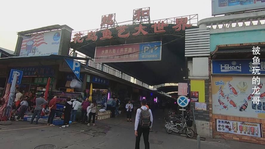 增城開水族店怎么樣？加盟祥龍魚場賣龍魚市場怎樣？