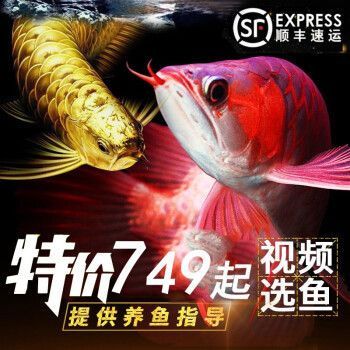 龍魚活體品牌：尋找龍魚活體品牌