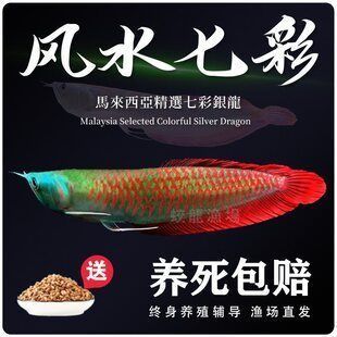 龍魚活體品牌：尋找龍魚活體品牌