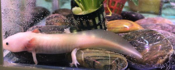 龍魚新入缸后，可能會因為新環(huán)境緊張和陌生而不吃食：龍魚新入缸不吃食怎么辦
