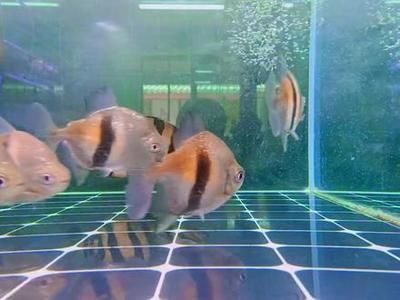 銀板魚混養品種搭配建議：銀板魚混養搭配需要考慮以下幾種搭配方式：與小型魚類混養