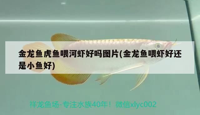 龍魚虎魚能否喂海蝦以及喂養方法（龍魚可以喂食海蝦嗎）