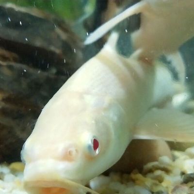 銀龍魚苗營(yíng)養(yǎng)缺乏癥狀：銀龍魚苗的營(yíng)養(yǎng)缺乏癥狀