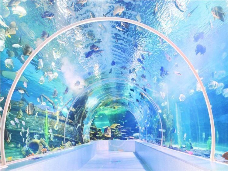 蘭山開水族店怎么樣？加盟祥龍魚場賣龍魚市場怎樣？