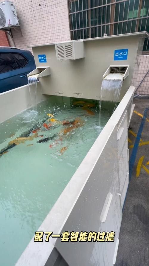 銅川開水族店怎么樣？加盟祥龍魚場賣龍魚市場怎樣？