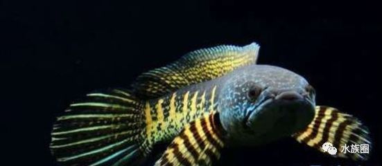 紅龍魚跳缸怎么回事（紅龍魚為什么跳缸）
