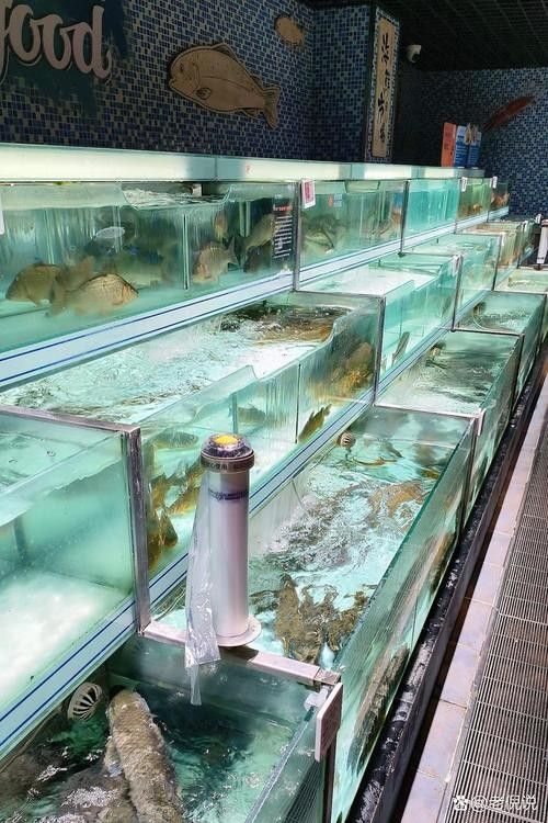 青陽開水族店怎么樣？加盟祥龍魚場賣龍魚市場怎樣？