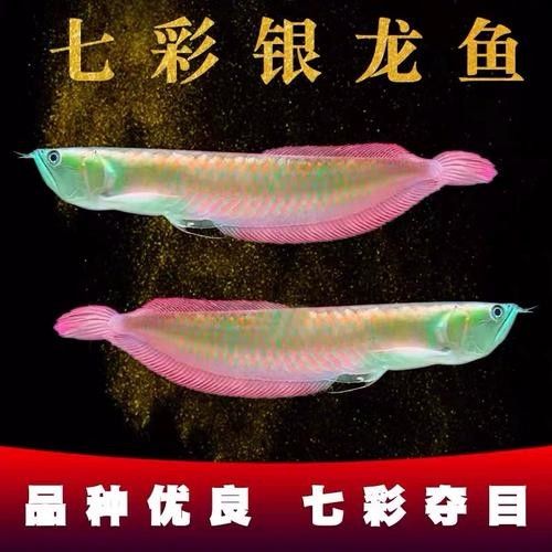 銀龍魚缸底鋪什么好看