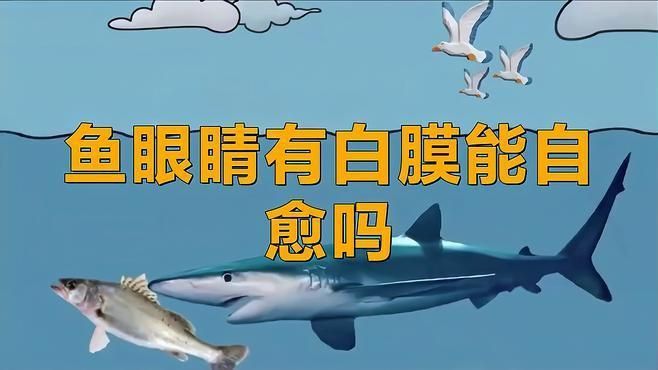 龍魚蒙眼嚴重可以自愈嗎？