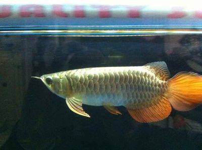 龍魚是一種淡水魚，飼養時需要注意水質、水溫和飼料的選擇：龍魚是一種淡水魚嗎？