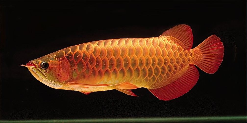 龍魚傷口恢復期間需要加鹽嗎？ 龍魚傷口恢復期間需要加鹽嗎？ 龍魚百科 第1張