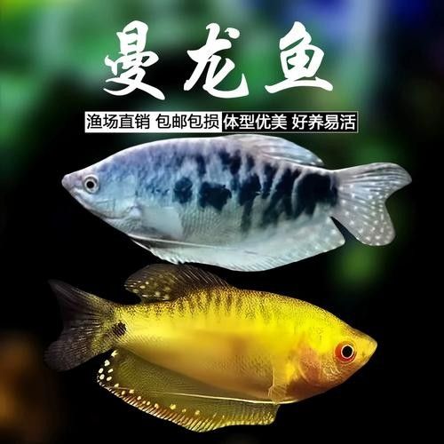 黃曼龍魚圖片大全 黃曼龍魚圖片大全 龍魚百科 第2張